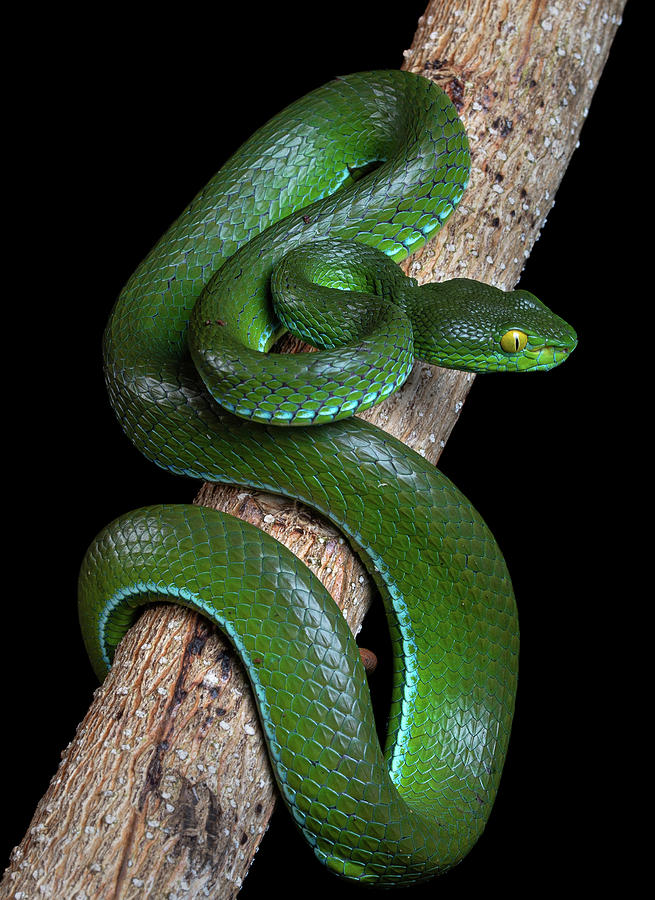 Beautiful green snake,green pit viper, founded in Thailand. Photograph ...