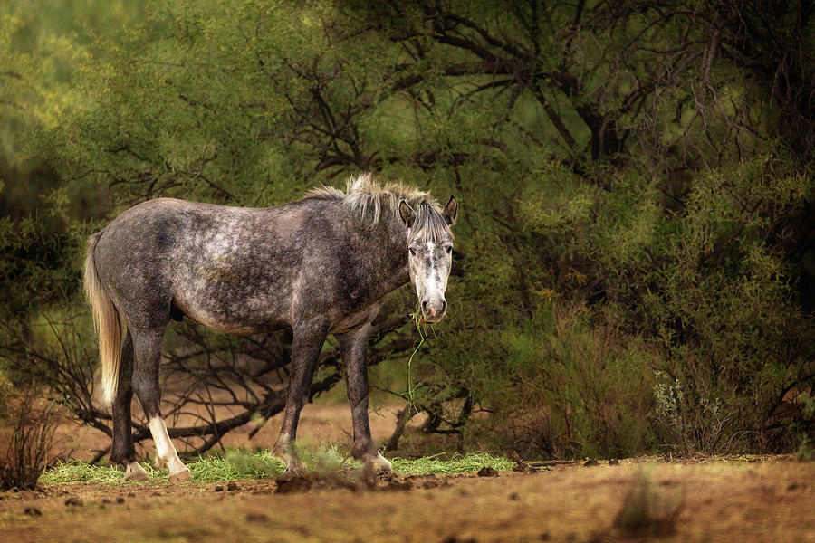 Beautiful Grey Wild Horse in Arizona Photograph by Good Focused