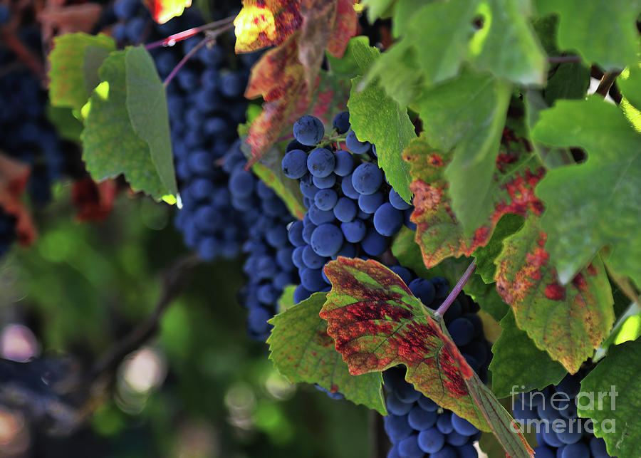 Beautiful Harvest Wine Grape Vineyard Photograph by Stephanie Laird