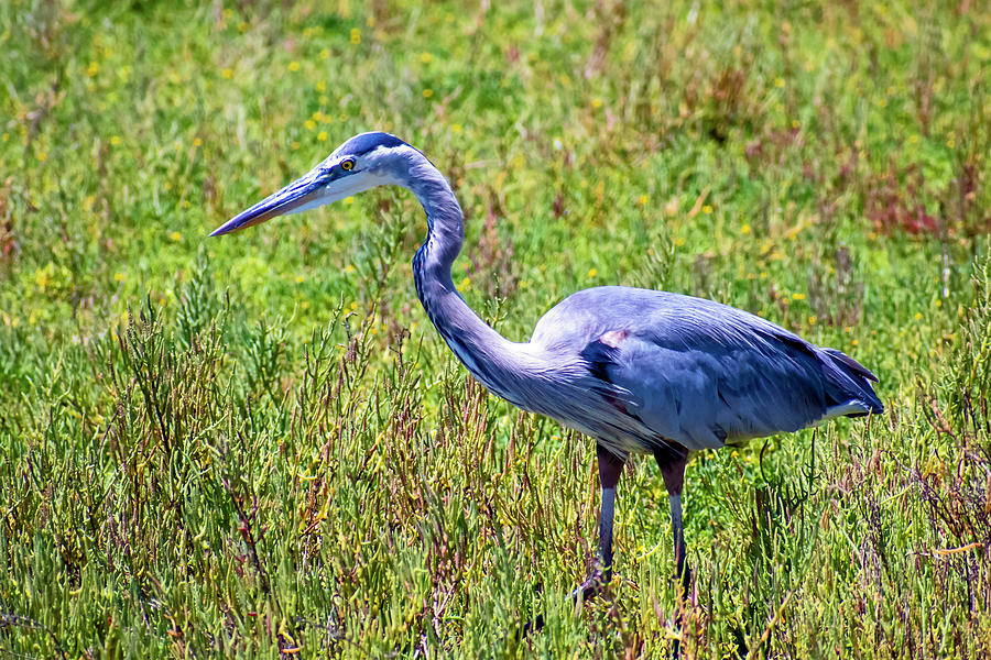 Beautiful Heron Photograph by Cara Vivian - Fine Art America