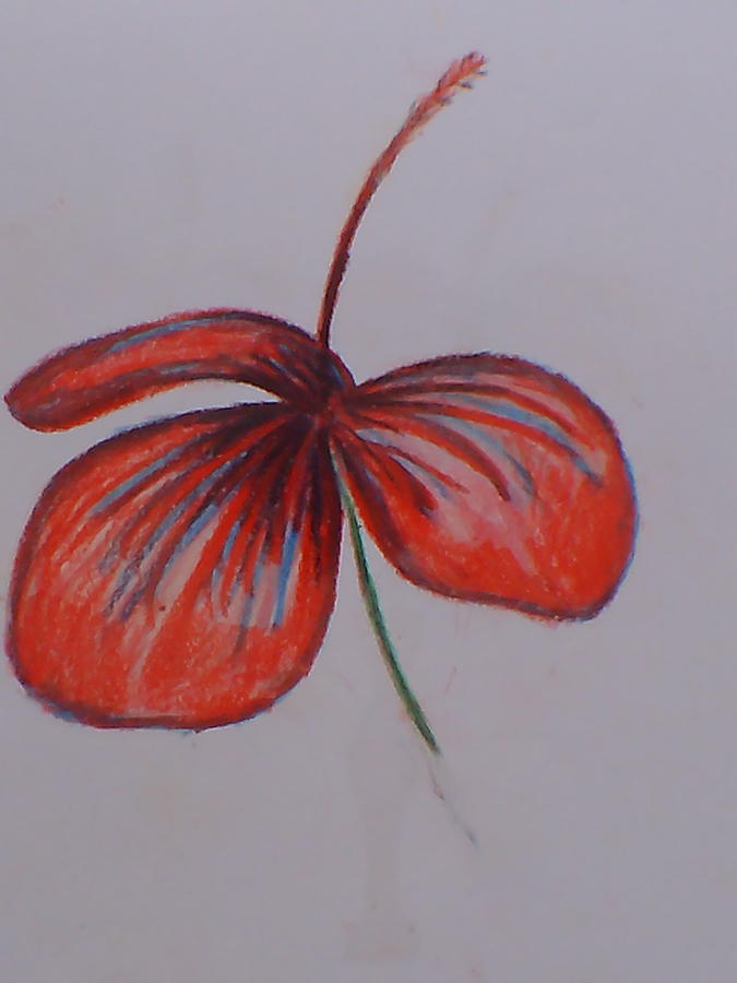 Beautiful Hibiscus Flower Drawing by Paula Reilly