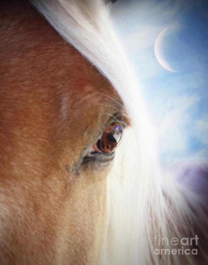 Beautiful Horse and Crescent Moon Close Up Photograph by Stephanie Laird