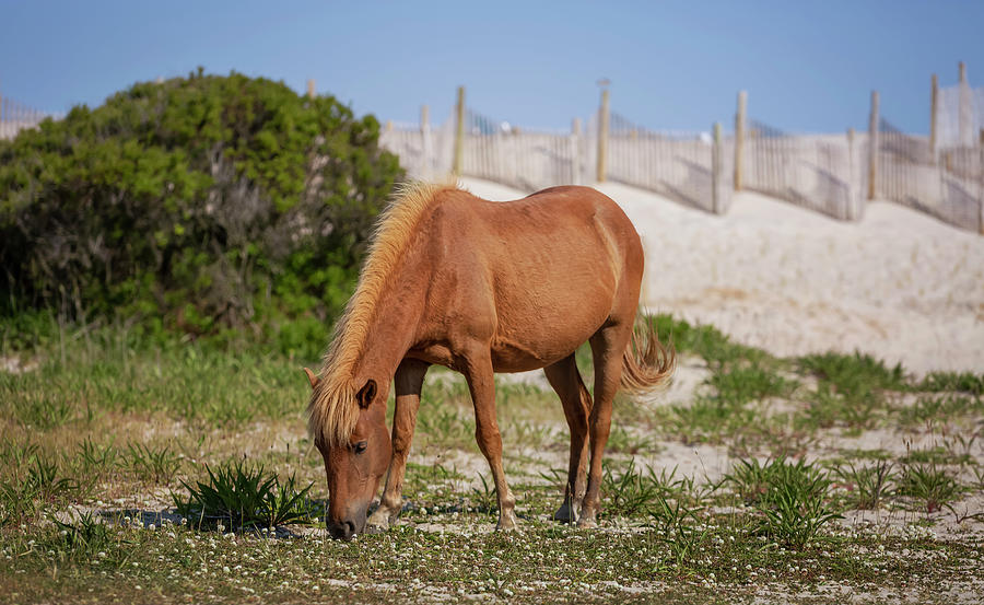 Beautiful Horse at Assateague Photograph by Deborah Penland