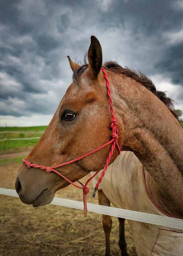 Beautiful Horse Photograph by Bill Chizek