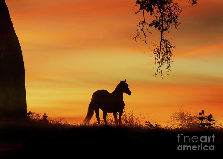 Beautiful Horse in Sunset with Oak Tree Photograph by Stephanie Laird