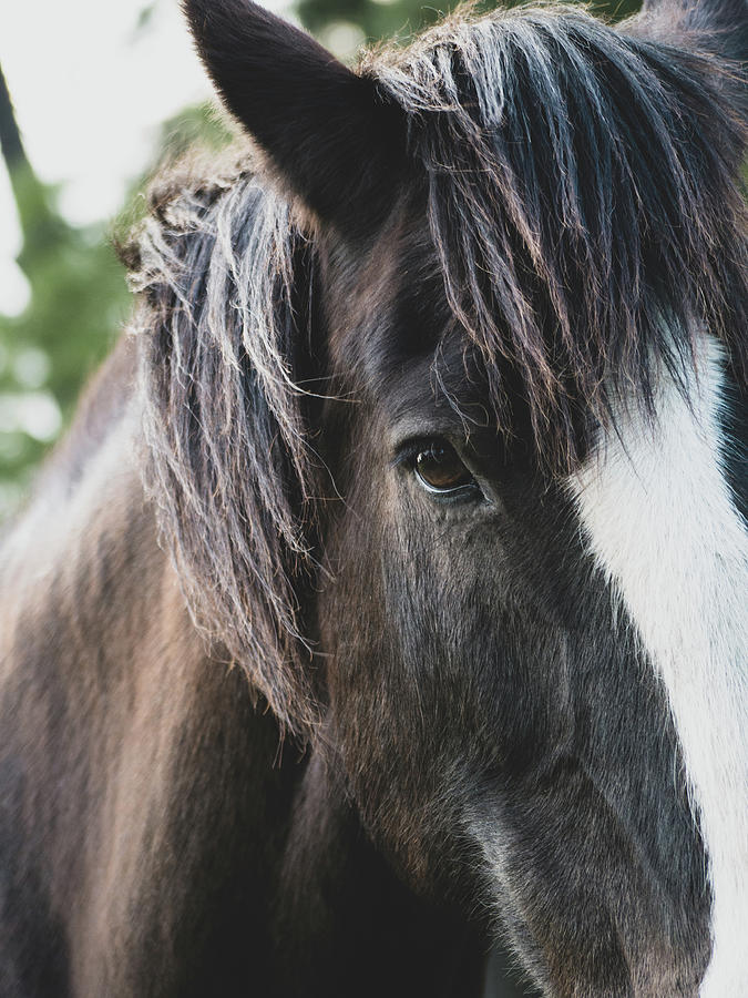 Beautiful Horse Photograph by Rachel Morrison