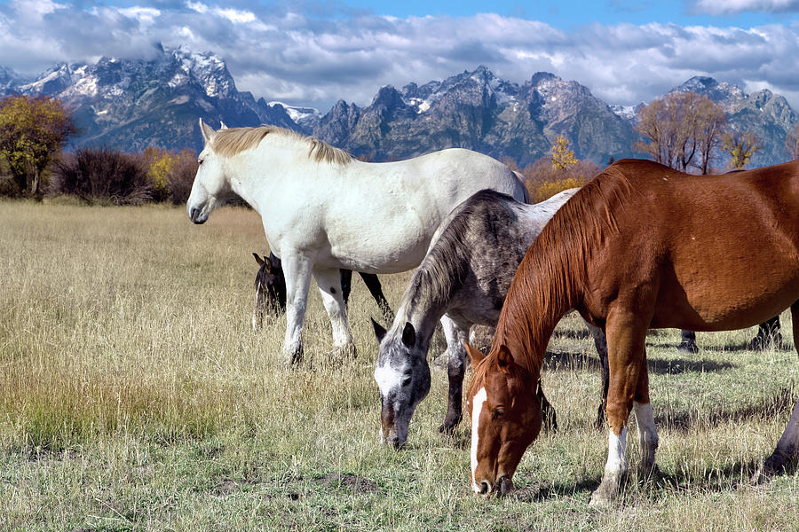 Beautiful Horses Grazing in Jackson Hole  Photograph by Kathleen Bishop