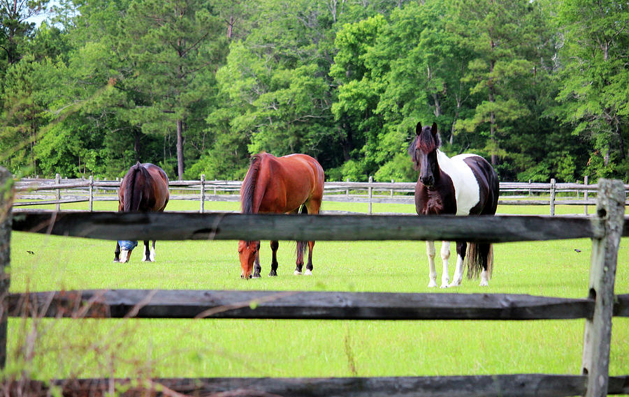 Beautiful Horses In The Pasture Photograph by Cynthia Guinn