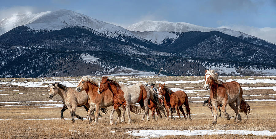 Beautiful Horses of Colorado Photograph by David Soldano