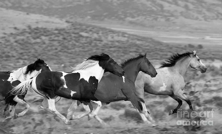 Beautiful Horses Running Free- Black and White Photograph by Diane Diederich