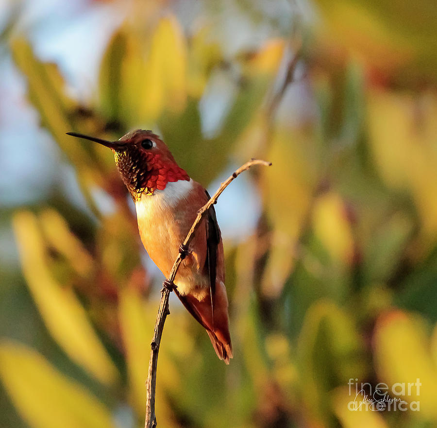 Beautiful Hummingbird  Photograph by Alice Schlesier