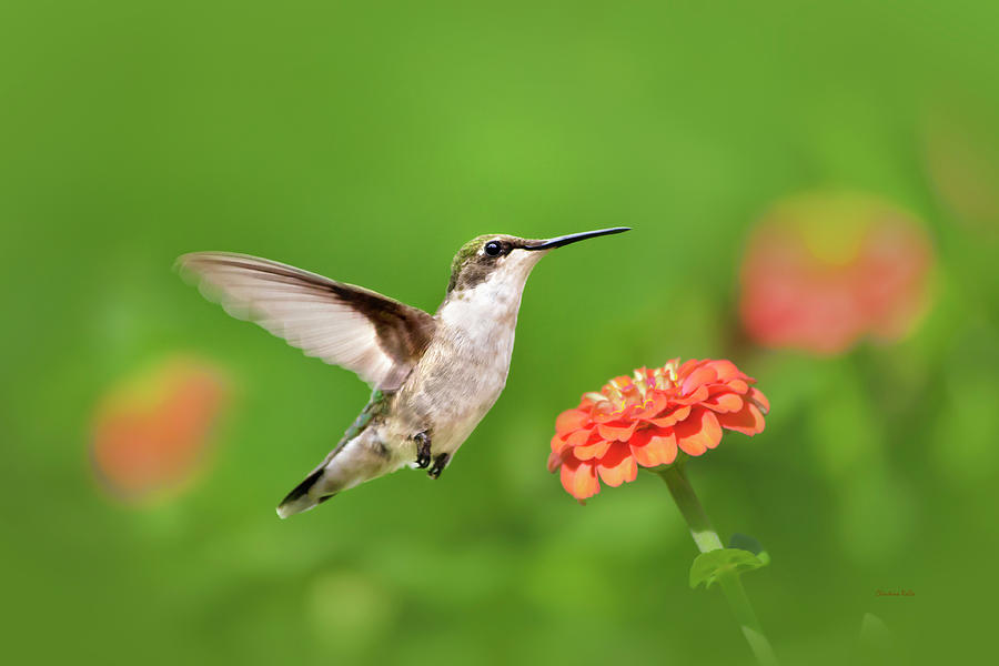 Beautiful Hummingbird Photograph by Christina Rollo