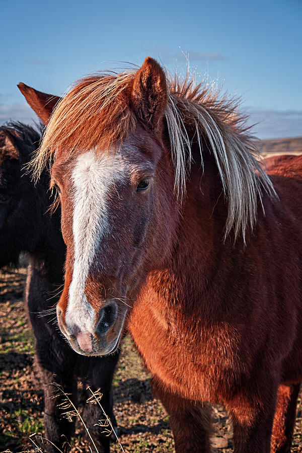 Beautiful Icelandic Horse Photograph by Catherine Reading