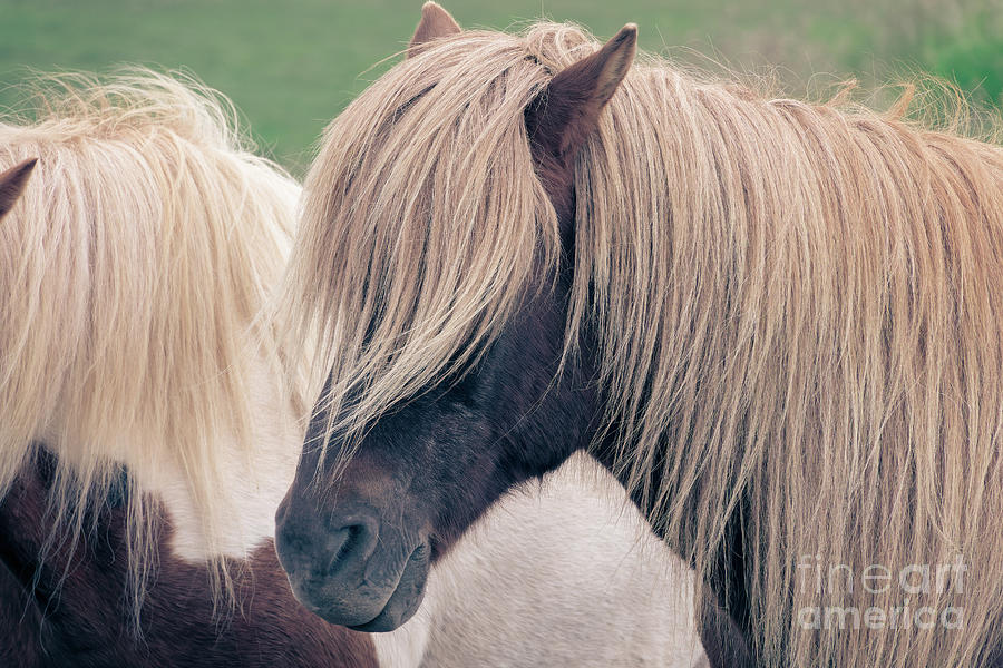 Beautiful icelandic horse Photograph by Delphimages Photo Creations