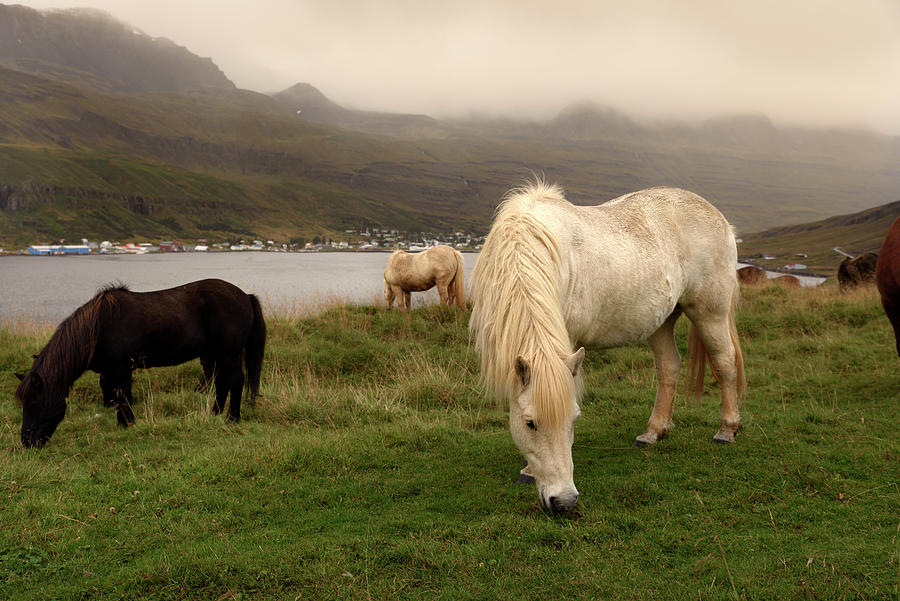Beautiful Icelandic horses at Seydisfjordur before the landslides of December 2020 Photograph by RicardMN Photography