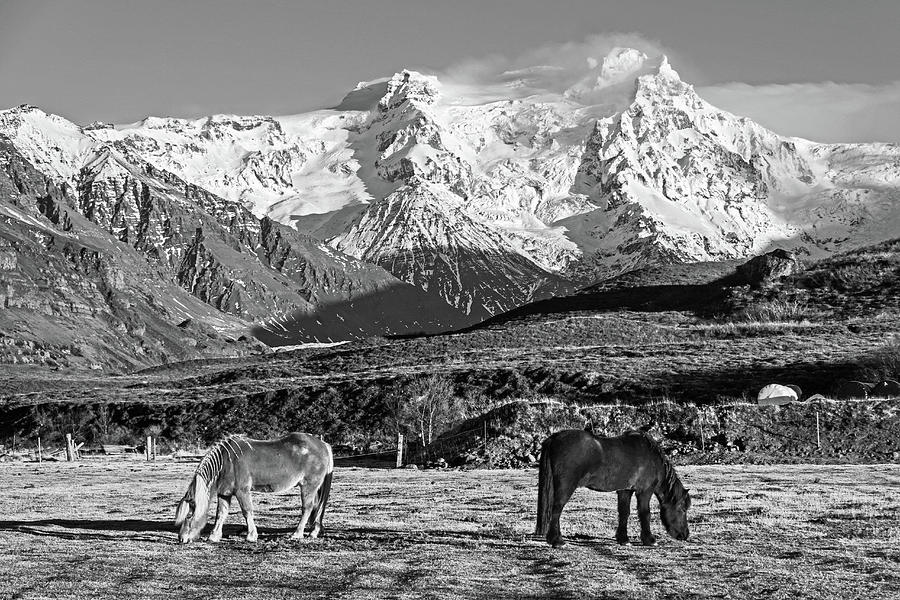 Beautiful Icelandic Horses in front of a Snow Covered Mountain Iceland Black and White Photograph by Toby McGuire