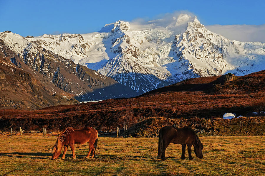 Beautiful Icelandic Horses in front of a Snow Covered Mountain Iceland Photograph by Toby McGuire