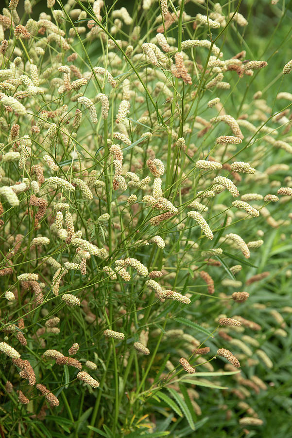 Beautiful Image Of Ornamental Grass Sanguisorba Alpina Bunge In Photograph