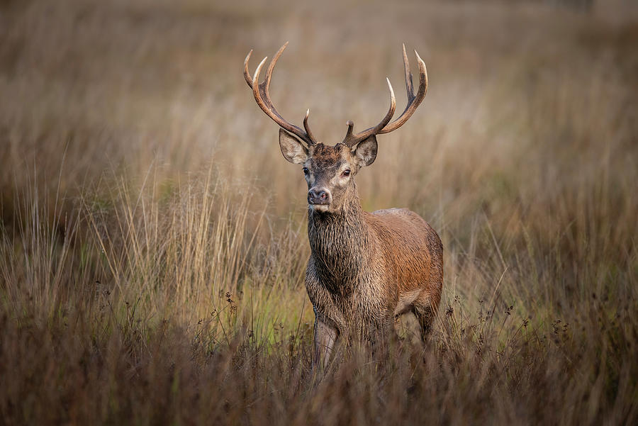 Beautiful image of red deer stag in vibrant golds and browns of ...