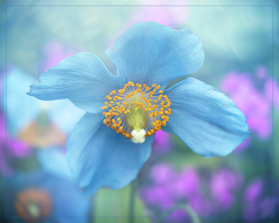 Poppy Photograph - Beautiful in Blue by Teresa Wilson