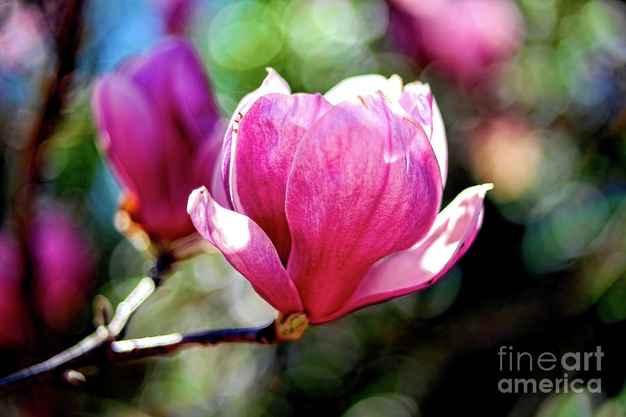 Beautiful in Pink Photograph by Diana Mary Sharpton