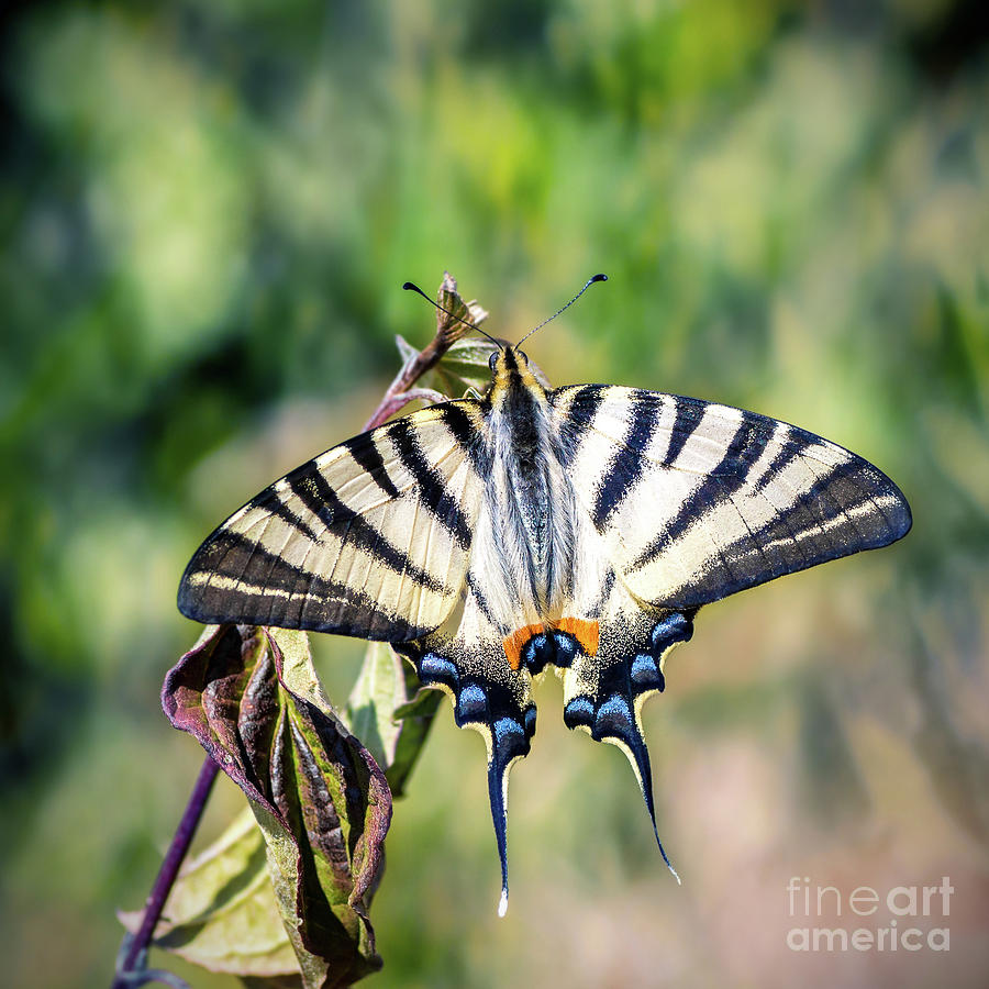 Beautiful Iphiclides podalirius butterfly insect open wings Photograph by Gregory DUBUS