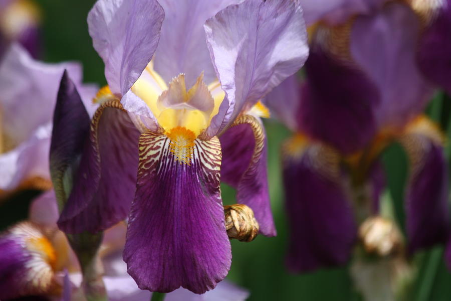 Beautiful Iris Photograph by Ann Murphy