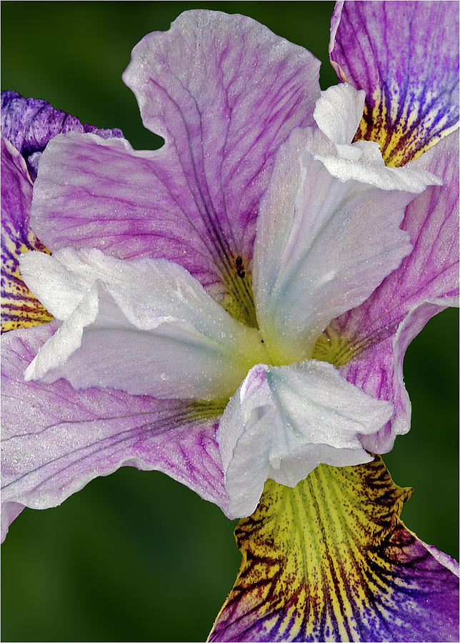 Beautiful Iris Flower II Photograph by Susan Candelario