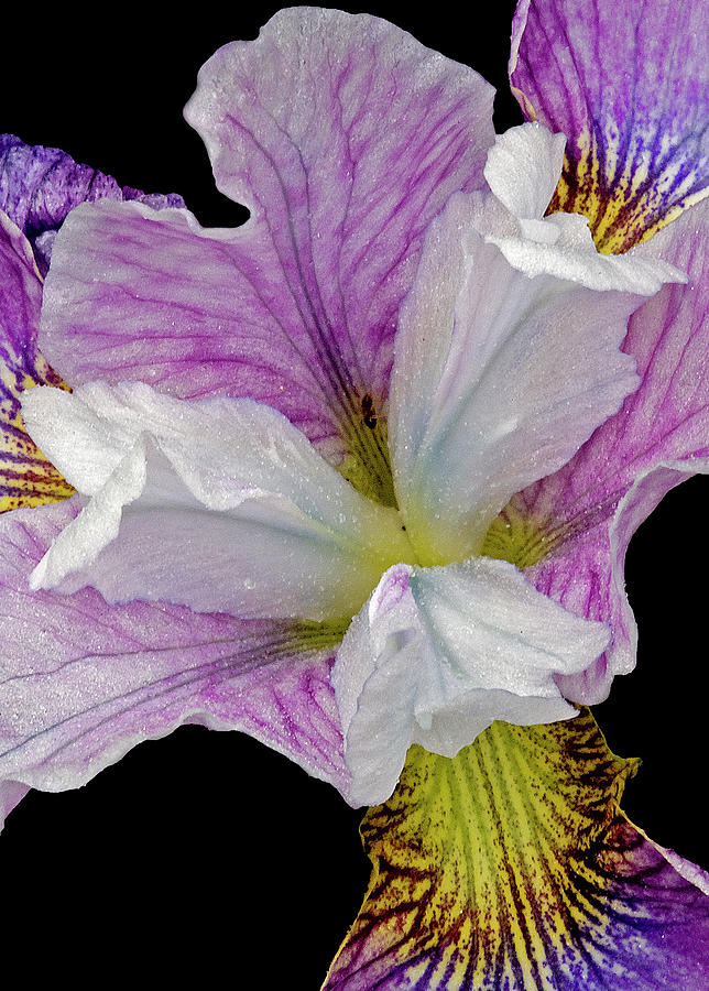 Beautiful Iris Flower Photograph by Susan Candelario