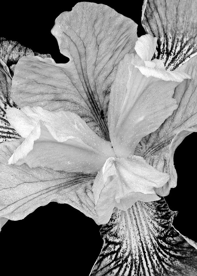 Beautiful Iris FlowerBW Photograph by Susan Candelario