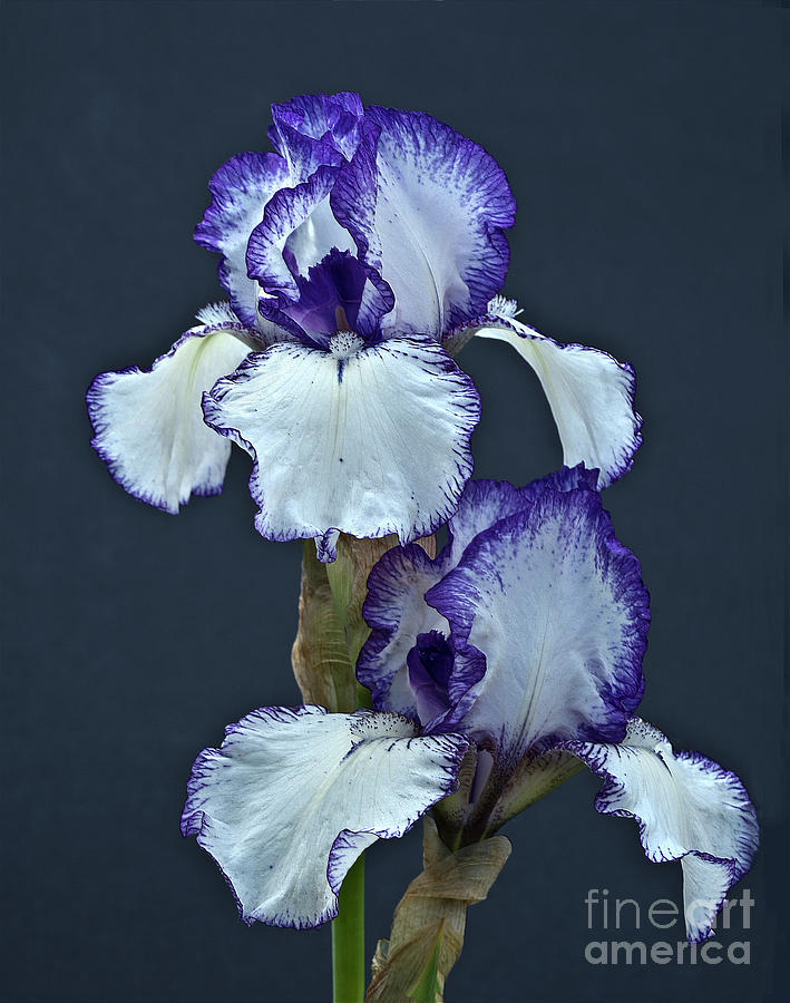 Beautiful Irises Photograph by Tatiana Bogracheva