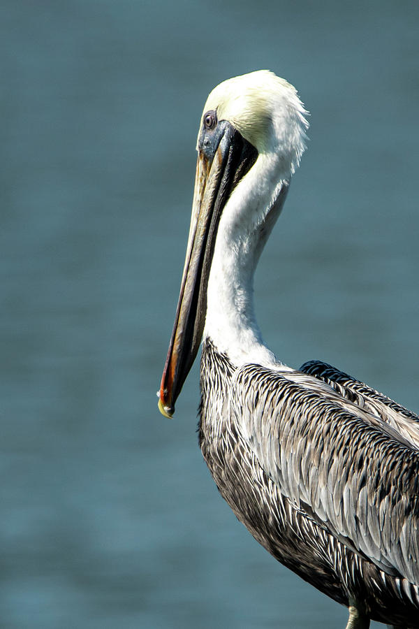 Beautiful is the Pelican Photograph by Sandra Js