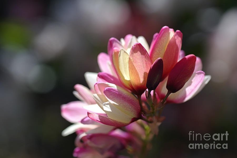 Beautiful Ixia Flowers - Love Of Spring Photograph by Joy Watson