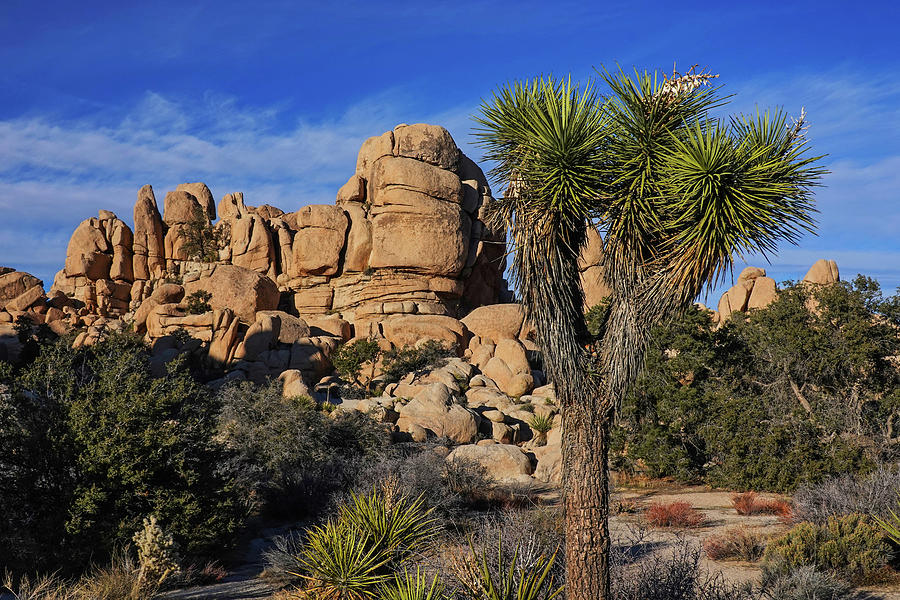 Beautiful Joshua Tree in front of Rocky Mountain Joshua Tree National Park California Photograph by Toby McGuire