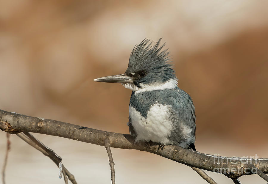 Beautiful Kingfisher Photograph by Sam Rino