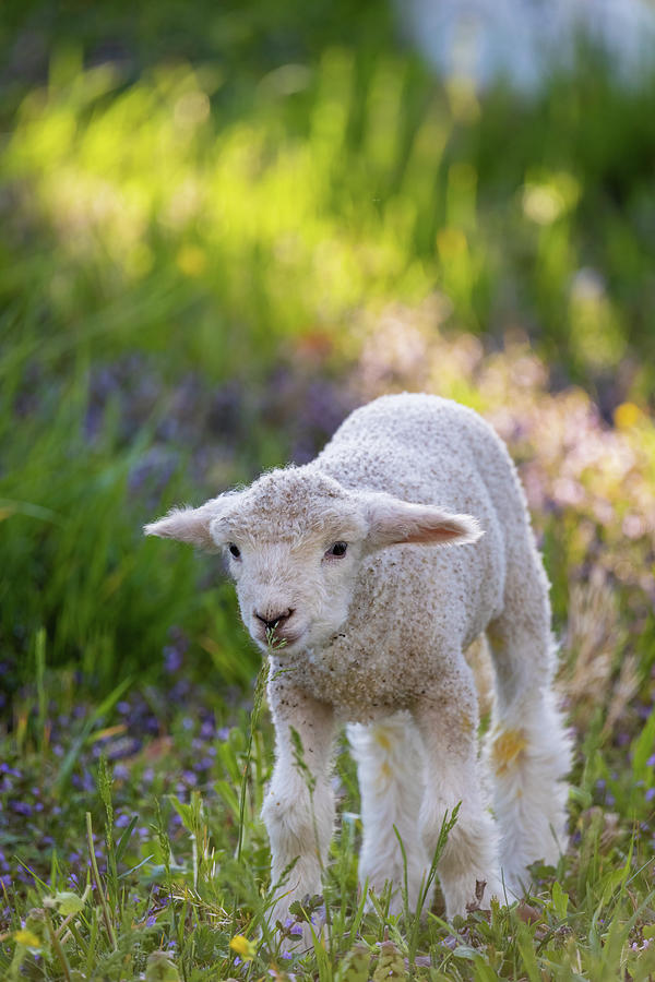 Beautiful Lamb in the Spring Photograph by Rachel Morrison