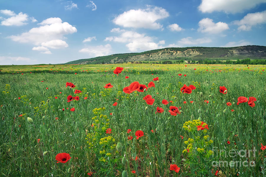 Beautiful Landscape. Field with red poppies. Photograph by Boon Mee
