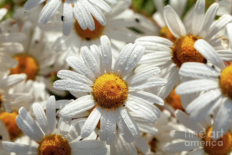 Beautiful large wild daisies with water drops Photograph by Simon Bratt
