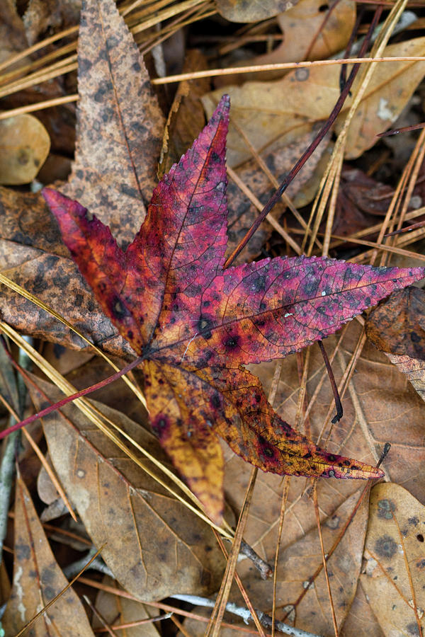 Beautiful Leaf Litter Photograph by Kathy Clark