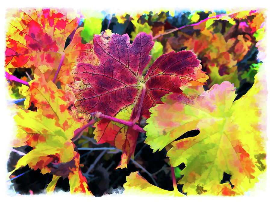Beautiful Leaves Photograph by Harry Spitz