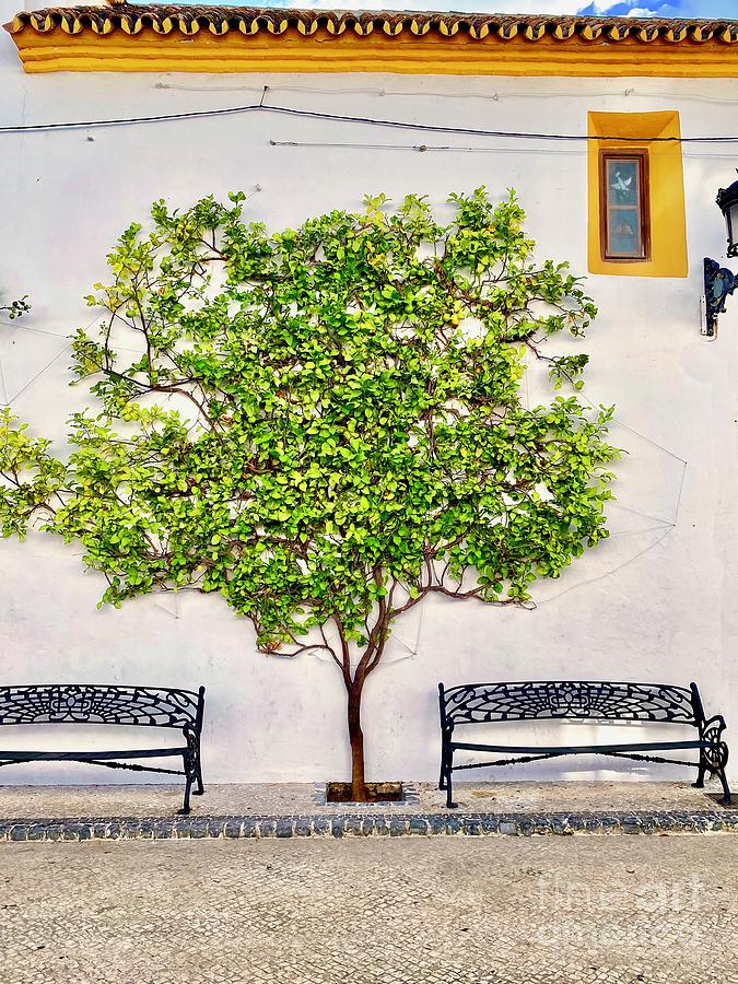 Beautiful Lemon Tree Grows Against Wall In Ojen Photograph