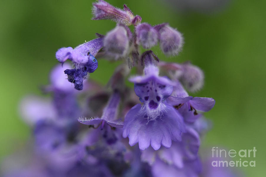 Beautiful Light Purple Catnip Flower Blossom Macro Photograph by DejaVu