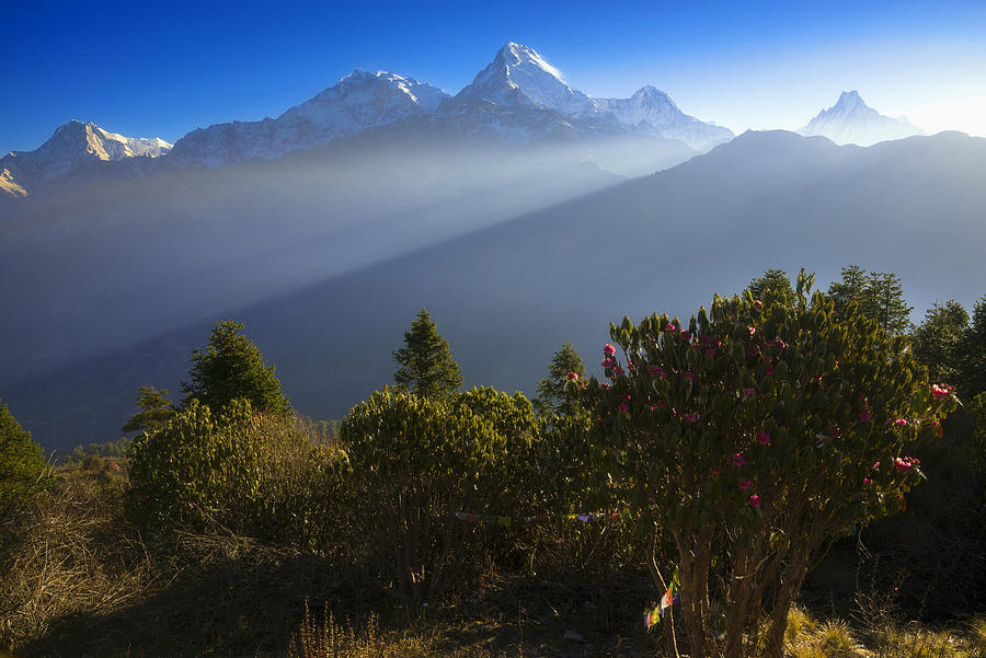 Beautiful light rays spotting to the Annapurna mountain range from Poon Hill viewpoint in the morning. Photograph by Copyright by Siripong Kaewla-iad