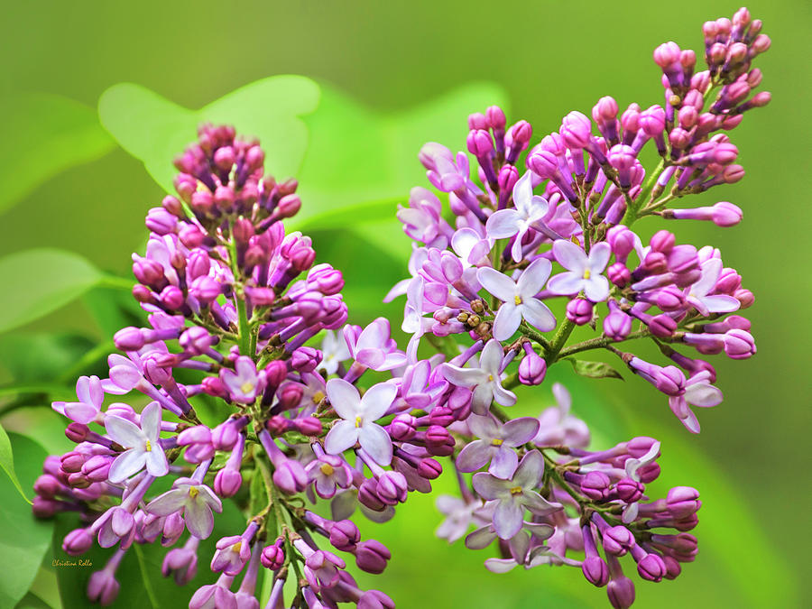 Beautiful Lilac Flowers Photograph by Christina Rollo