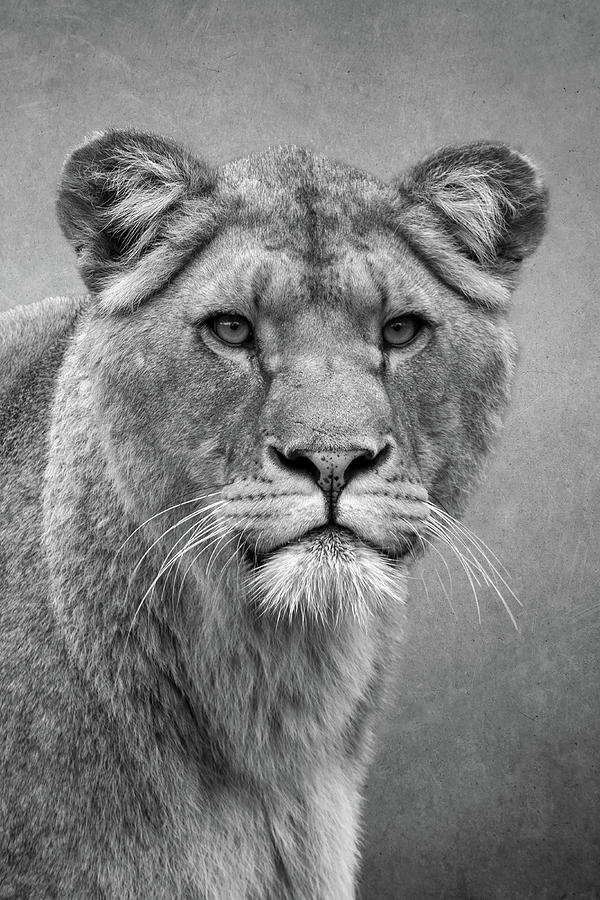 Beautiful lioness in black and white Digital Art by Marjolein Van Middelkoop