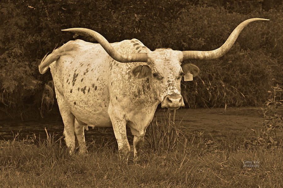 Beautiful longhorn cow - Lady Godiva Photograph by Cathy Valle