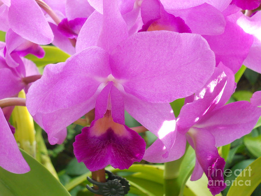 Beautiful lovely purple orchids Photograph by M c Sturman
