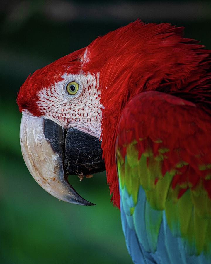 Beautiful Macaw Showing Off Photograph by World Art Collective