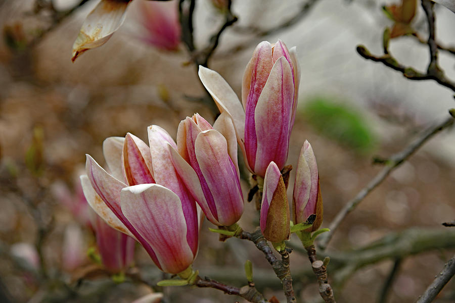 Beautiful Magnolia Blossoms Photograph by Robert Tubesing - Fine Art ...