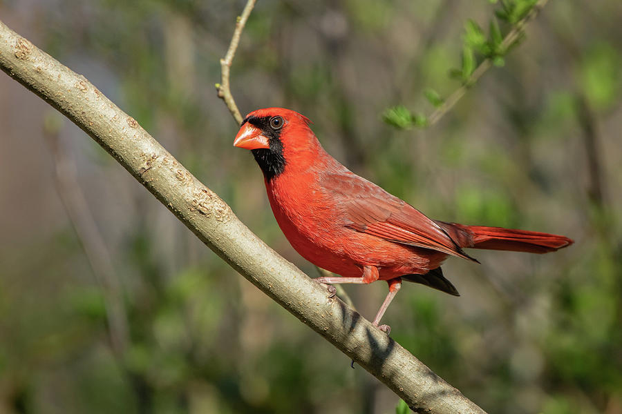 Beautiful Male Cardinal Photograph by Robert J Wagner